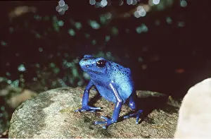 Arrow: Poison Arrow / Dart Frog