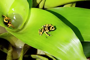Bromeliads: Poison Arrow / Dart Frog - in Bromeliad