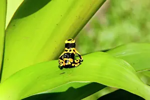 Bromeliads: Poison Arrow / Dart Frog - on Bromeliad