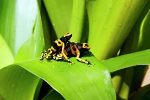 Bromeliads: Poison Arrow / Dart Frog - on Bromeliad