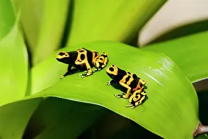 Bromeliads: Poison Arrow / Dart Frog - on Bromeliad