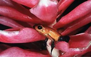 Arrow: POISON ARROW / DART FROG - in flower