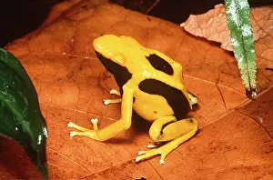 Arrow: POISON ARROW / DART FROG - ON LEAF