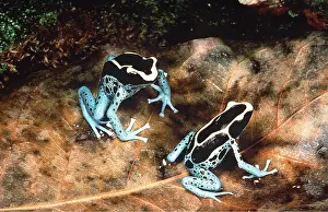 Arrow: POISON ARROW / DART FROG - two on leaf