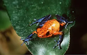 Arrow: POISON ARROW / DART FROG - ON LEAF