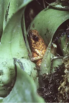 Arrow: POISON ARROW / DART FROG - resting in base of plant