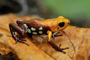 Ranitomeya: Poison Arrow / Dart Frog (undescribed species)