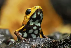 Ranitomeya: Poison Arrow / Dart Frog (undescribed species)