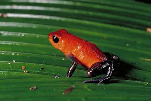 Pumilio: Poison arrow frog