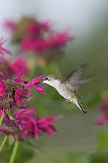 Pumilio: Poison arrow frog