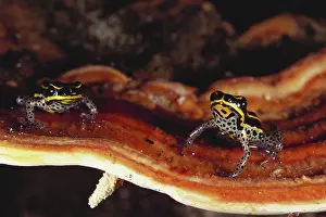 Tambopata: Poison Arrow Frog