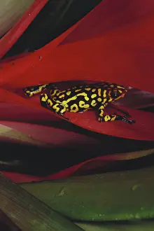 Histrionicus: Poison Arrow Frog