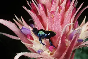 Venezuelan: Poison Arrow Frog