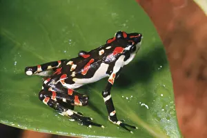 Columbian: Poison Arrow Frog
