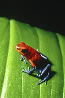 Arrow: Poison arrow frog