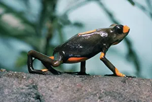 Arrow: Poison Arrow Frog
