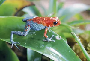Arrow: Poison Arrow Frog
