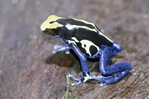 Arrow: Poison Arrow Frog