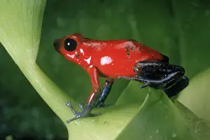 Arrow: Poison Arrow Frog