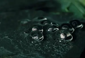 Epipedobates: Poison Arrow Frog Eggs