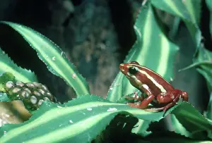 Epipedobates: Poison Arrow Frog with Eggs