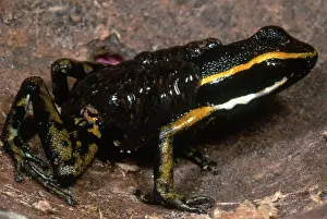 Epipedobates: Poison Arrow Frog with Tadpoles