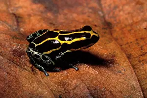 Ventrimaculatus: Poison Arrow / Poison Dart Frog