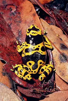 Leucomelas: Poison Arrow / Poison Dart Frog - TOP VIEW