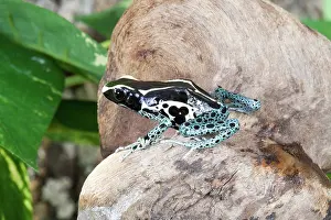 Terrarium: Poison Dart Frog