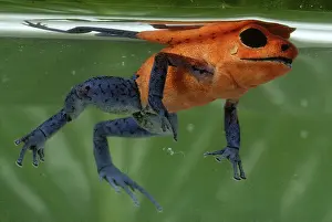 Poisonarrow: Poison Dart Frog