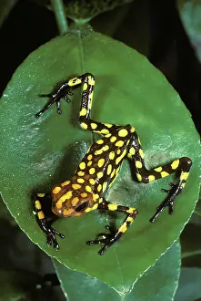 Columbian: Poison Dart Frog