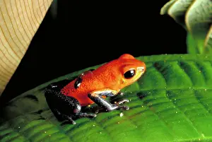 Pumilio: Poison dart frog
