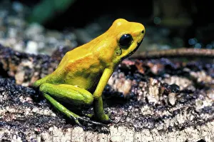 Deadly: Poison dart frog