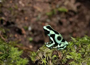 Selva: Poison Dart Frog
