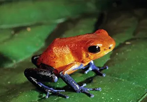 Pumilio: Poison Dart Frog