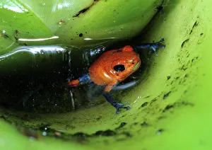 Bromeliad: Poison Dart Frog