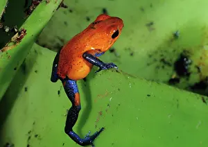 Pumilio: Poison Dart Frog