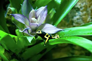 Dendrobatidae: Poison Dart Frog