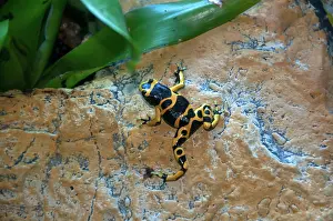 Dendrobatidae: Poison Dart Frog