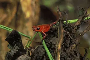Arrow: Poison Dart Frog