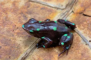 Anura: Poison dart frog (Dendrobates auratus) from Ancon