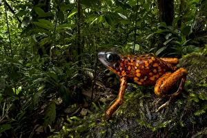 Sylvatica: Poison Dart Frog / Diablito (Oophaga sylvatica)