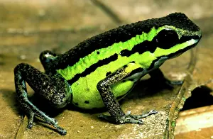 Toxins: Poison Frog
