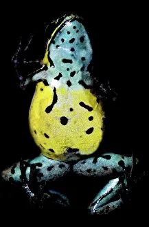 Toxins: Poison Frog
