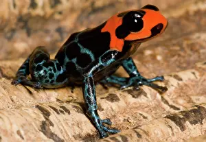 Toxins: Poison Frog