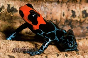 Toxins: Poison Frog