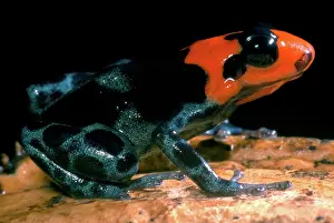 Toxins: Poison Frog