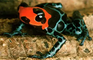 Toxins: Poison Frog