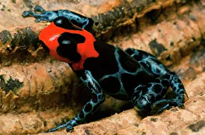 Toxins: Poison Frog