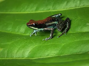 Anura: Poison-frog (Ameerega parvula), Peru